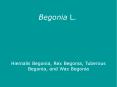 Begonia L. PowerPoint PPT Presentation