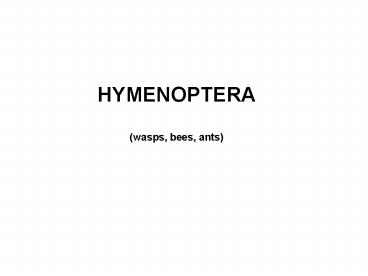 HYMENOPTERA