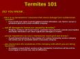 Termites 101 PowerPoint PPT Presentation