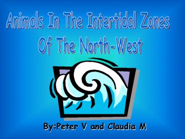 Animals In The Intertidal Zones