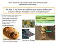 All parts of the plants are subject to pest damage and the pest complex changes during the season as the plants grow. PowerPoint PPT Presentation