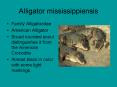 Alligator mississippiensis PowerPoint PPT Presentation