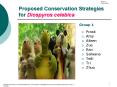 Proposed Conservation Strategies for Diospyros celebica PowerPoint PPT Presentation