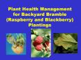Plant Health Management for Backyard Bramble (Raspberry and Blackberry) Plantings PowerPoint PPT Presentation