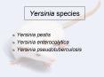 Yersinia species PowerPoint PPT Presentation