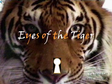 Eyes of the Tiger