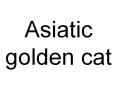 Asiatic golden cat PowerPoint PPT Presentation