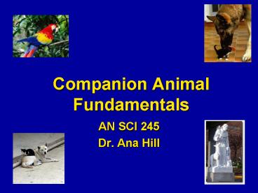 Companion Animal Fundamentals