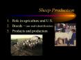 Sheep Production PowerPoint PPT Presentation