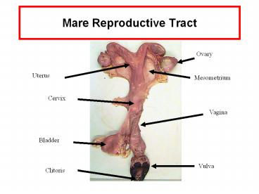 Mare Reproductive Tract
