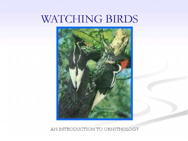 WATCHING BIRDS