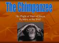 The Plight of Mans Closest Relative in the Wild PowerPoint PPT Presentation