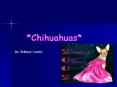 Chihuahuas PowerPoint PPT Presentation
