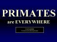 PRIMATES are EVERYWHERE PowerPoint PPT Presentation