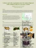 Lobsters and crabs as potential vectors for tunicate dispersal in the southern Gulf of St. Lawrence, Canada Ren PowerPoint PPT Presentation