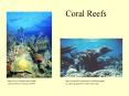 Coral Reefs PowerPoint PPT Presentation