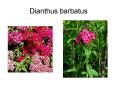Dianthus barbatus PowerPoint PPT Presentation