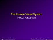 The Human Visual System