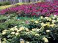 Bedding Plants PowerPoint PPT Presentation