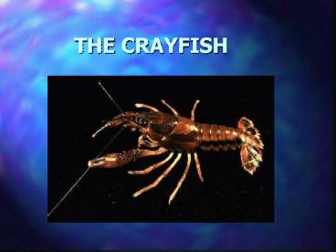 THE CRAYFISH