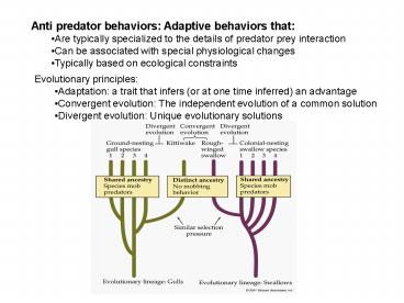 Anti predator behaviors: Adaptive behaviors that: