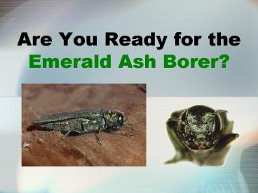 Are You Ready for the Emerald Ash Borer
