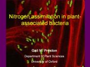 Nitrogen assimilation in plant-associated bacteria
