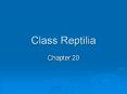 Class Reptilia PowerPoint PPT Presentation