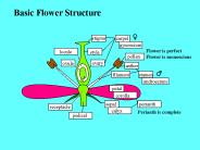 Basic Flower Structure