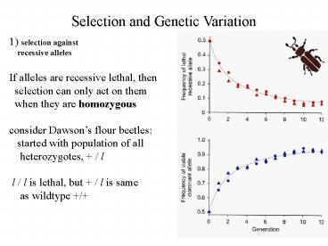 Variation in a population