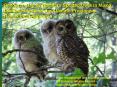 Resource Use by Northern Spotted Owls in Mixed Conifer Forests of the Klamath Province: a Hierarchical Approach PowerPoint PPT Presentation
