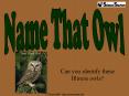 Can you identify these Illinois owls? PowerPoint PPT Presentation
