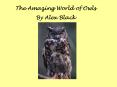 The Amazing World of Owls PowerPoint PPT Presentation