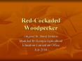 RedCockaded Woodpecker PowerPoint PPT Presentation
