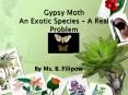 Gypsy Moth An Exotic Species A Real Problem PowerPoint PPT Presentation