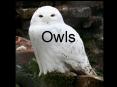 Owls PowerPoint PPT Presentation