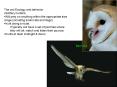 The owl Ecology and behavior PowerPoint PPT Presentation