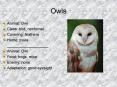Owls PowerPoint PPT Presentation