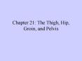 Chapter 21: The Thigh, Hip, Groin, and Pelvis PowerPoint PPT Presentation