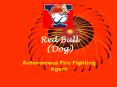 Red Bull (Dog) PowerPoint PPT Presentation