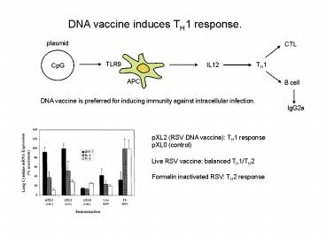 DNA vaccine induces TH1 response'