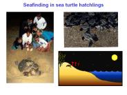 Seafinding in sea turtle hatchlings