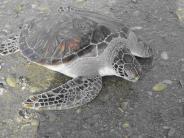 HISTORY OF SEA TURTLE POPULATIONS