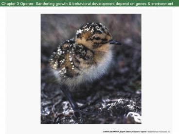 Chapter 3 Opener: Sanderling growth