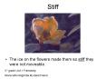 Stiff PowerPoint PPT Presentation