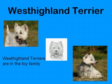 Westhighland Terrier
