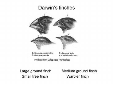 Darwins finches