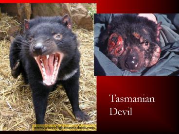 Tasmanian Devil
