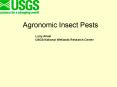 Agronomic Insect Pests PowerPoint PPT Presentation
