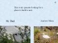 This is my parents looking for a place to build a nest. PowerPoint PPT Presentation